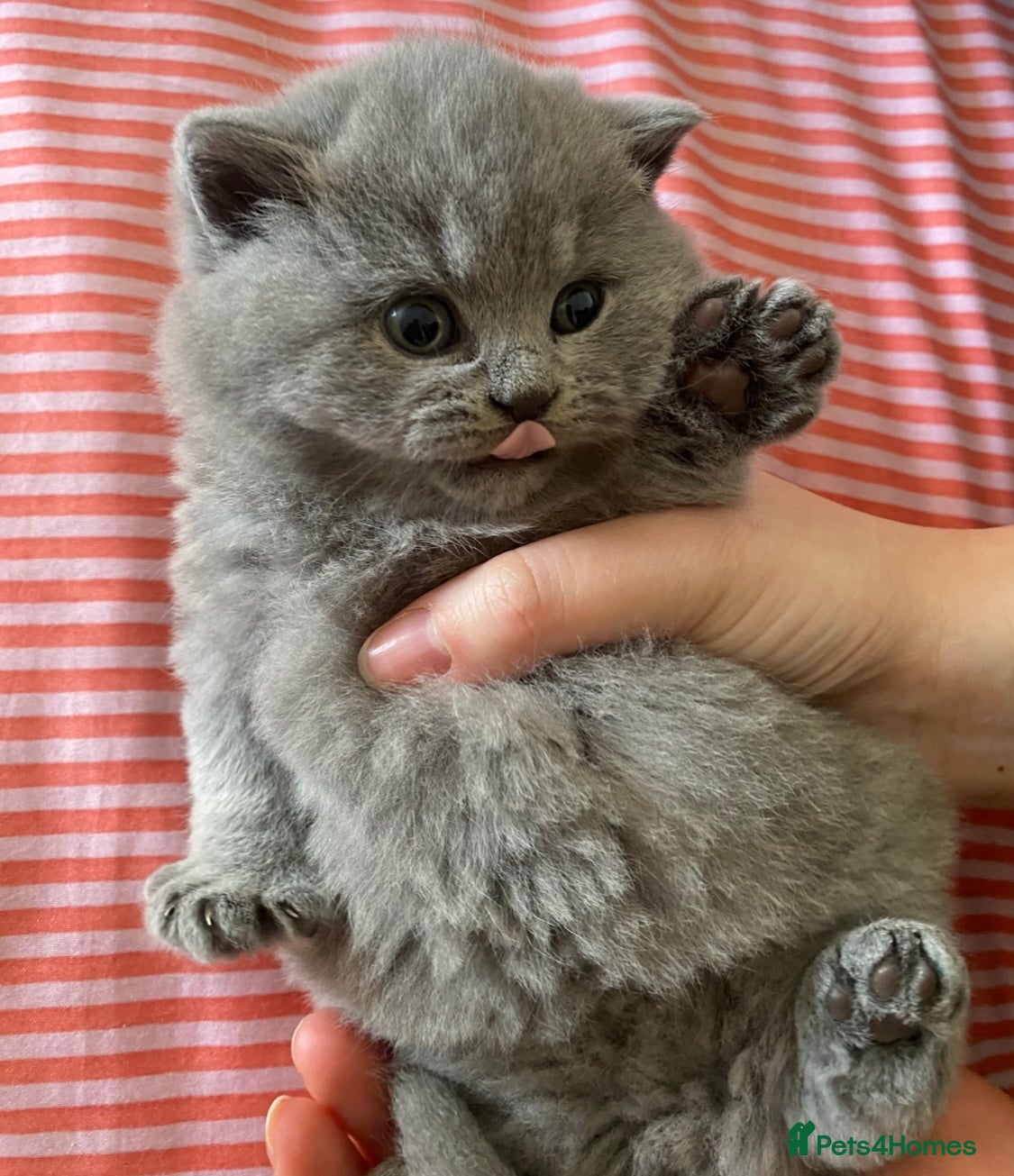 British Shorthair cats GCCF Active Championship line British Shorthairs - Advert 18