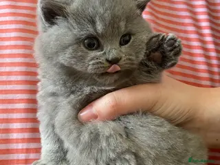 British Shorthair cats GCCF Active Championship line British Shorthairs - Advert 18