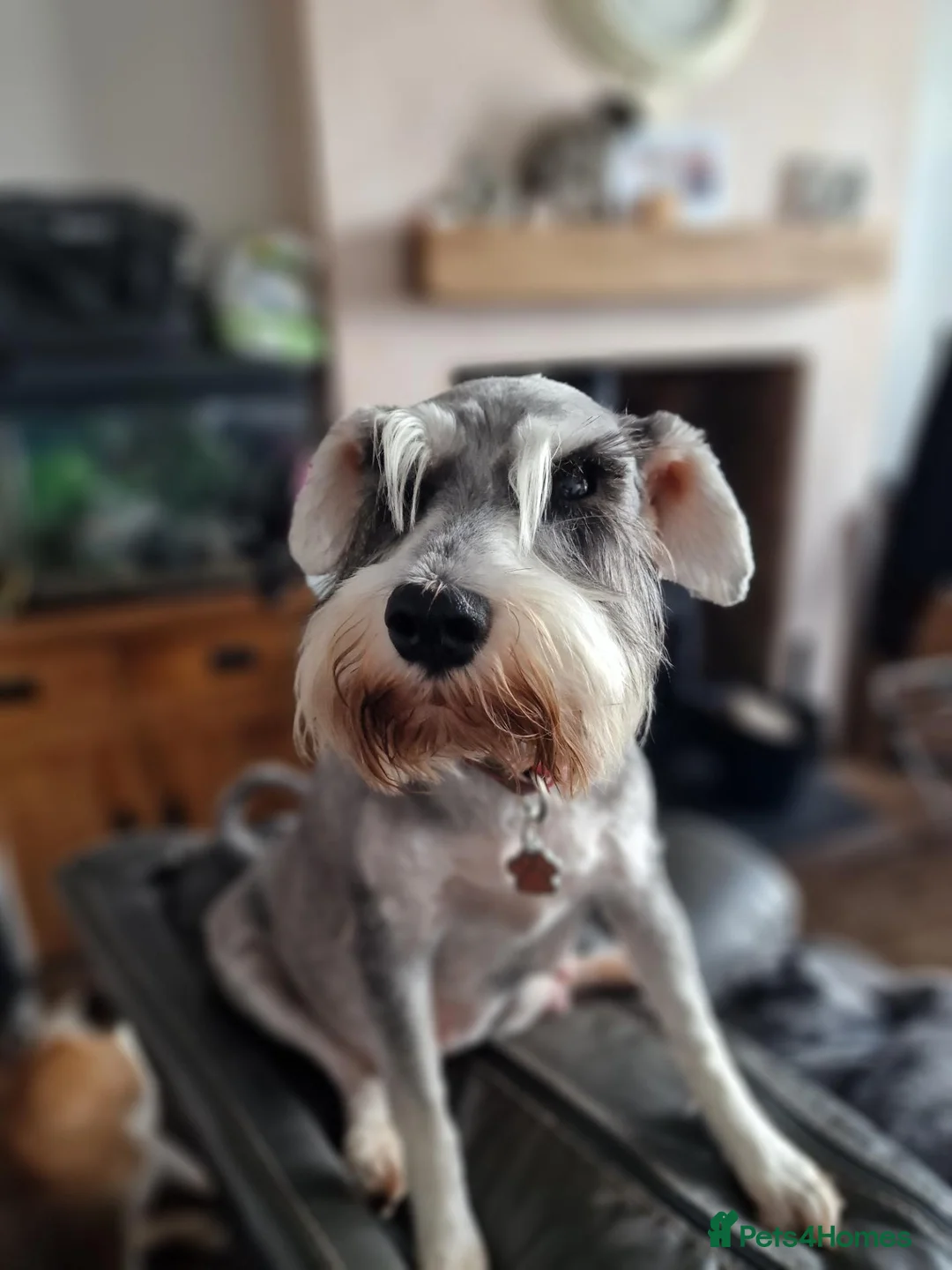 Miniature Schnauzer dogs for sale: Adult Miniature Schnauzer - Advert 2