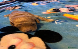Cockapoo dogs for sale: Gorgeous Cockapoo puppy’s   - Image 10