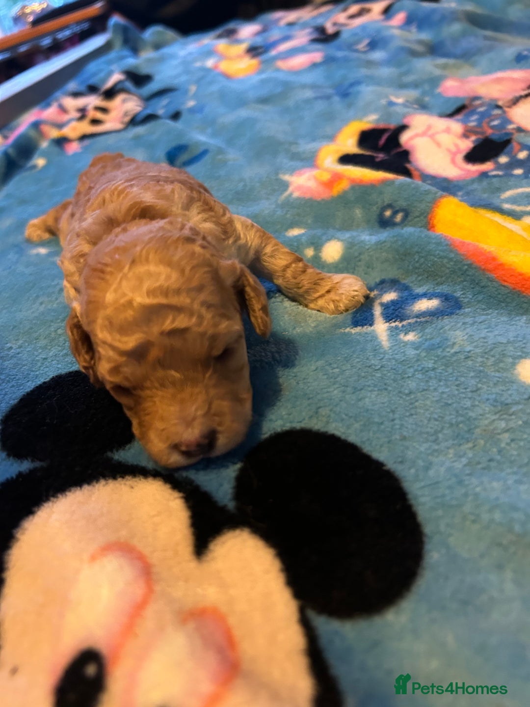 Cockapoo dogs for sale: Gorgeous Cockapoo puppy’s   - Image 10