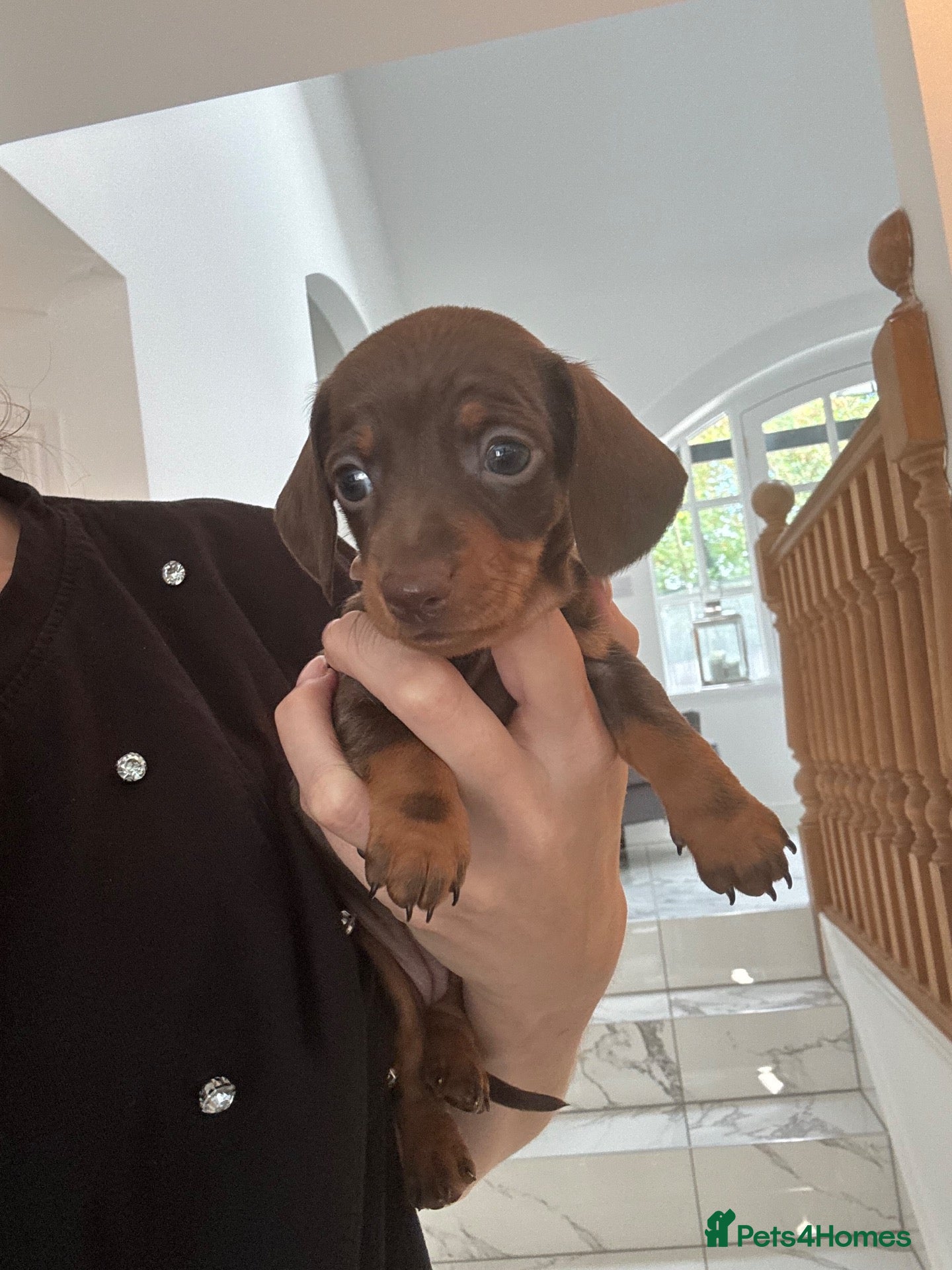 Miniature Dachshund dogs Just 1 litter girl left. KC miniature dachshunds - Advert 1