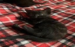 Mixed Breed cats for sale: 2 x Beautiful Kittens  - Image 10