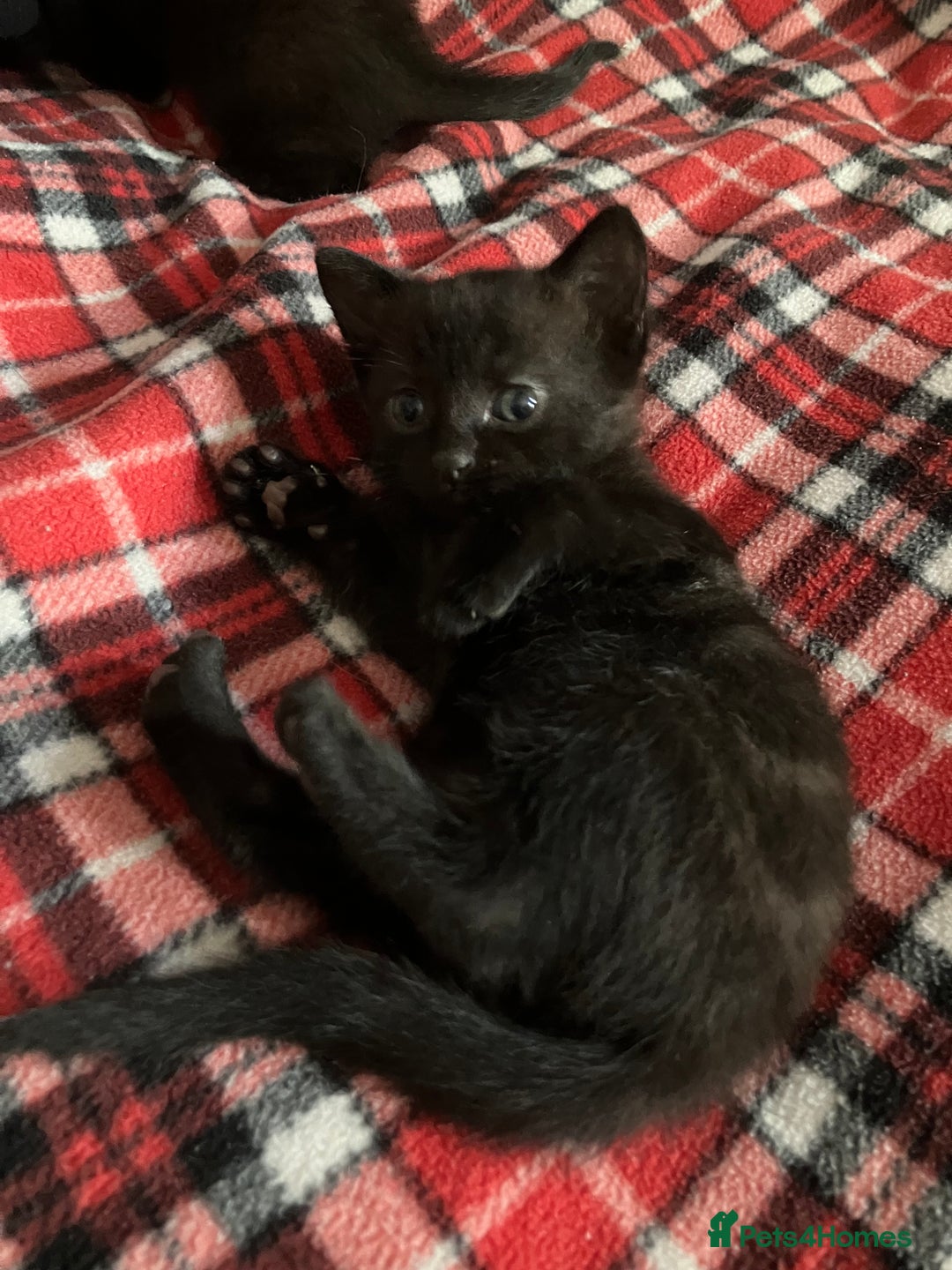 Mixed Breed cats for sale: 2 x Beautiful Kittens  - Image 10