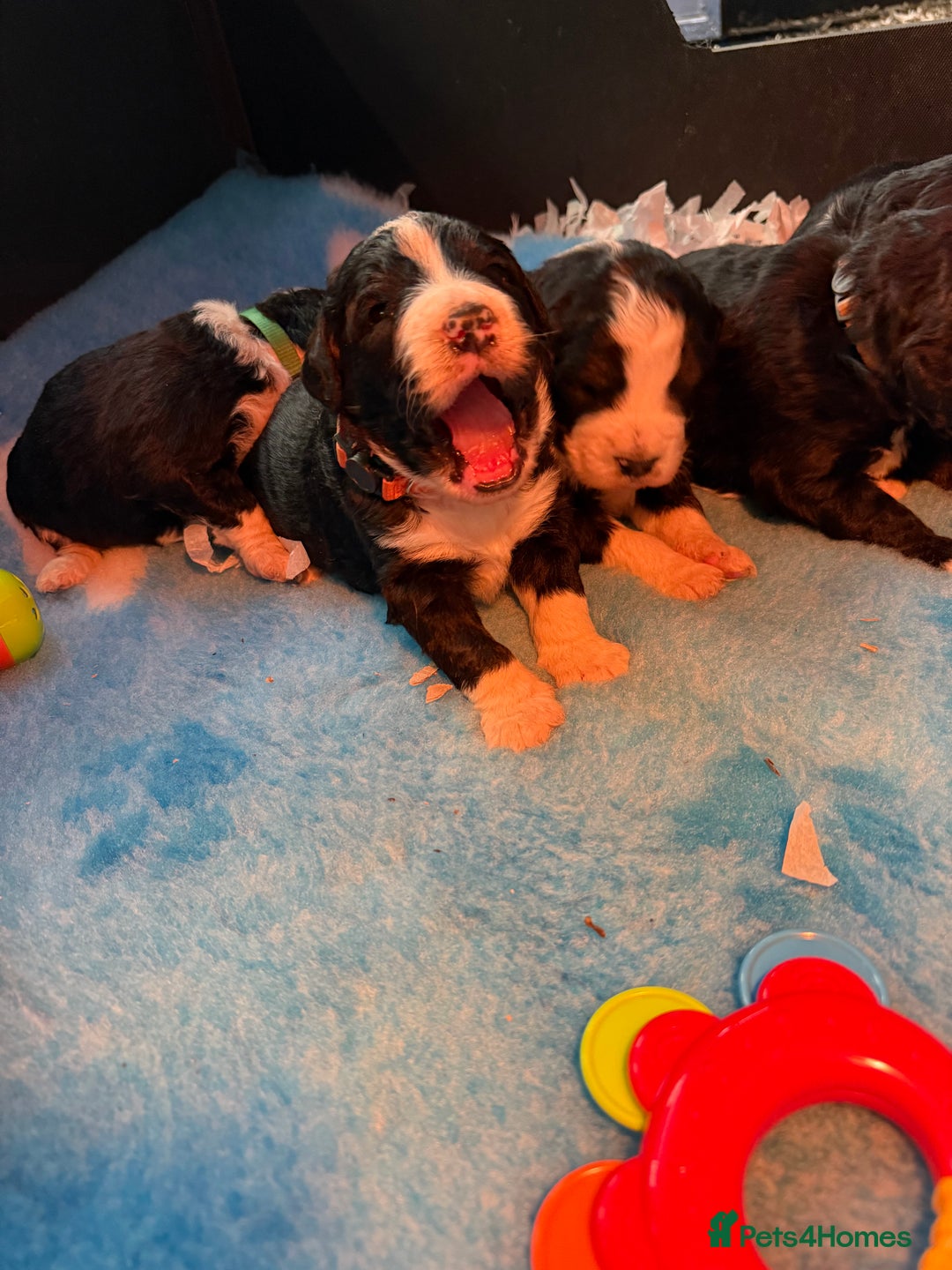 Bernedoodle dogs for sale: 💙Medium Sized Chunky Bernedoodles🩷 - Advert 12