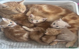 Domestic Shorthair cats for sale: Ginger kittens  - Image 7