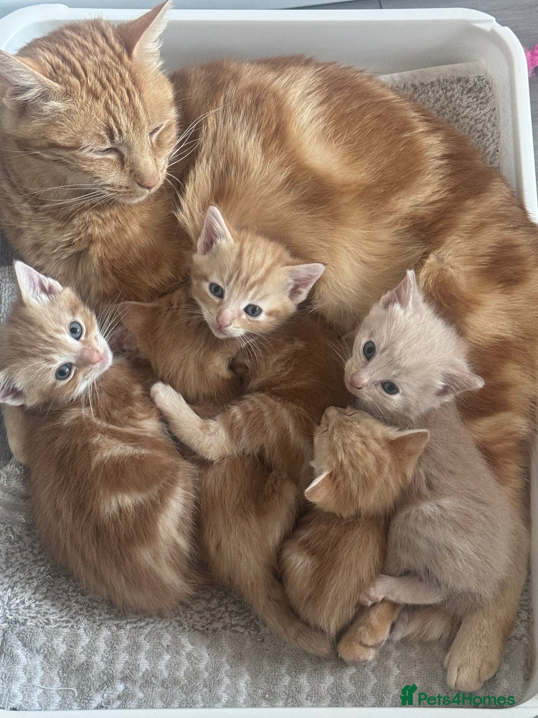 Domestic Shorthair cats for sale: Ginger kittens  - Image 7