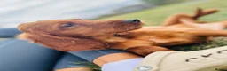 Irish Setter dogs for sale: Red Setter Puppies - Advert 4