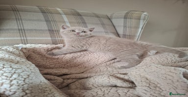 British Shorthair cats in Swadlincote - Advert 5