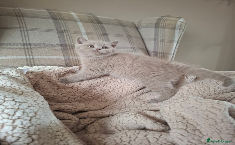 British Shorthair cats in Swadlincote - Advert 4