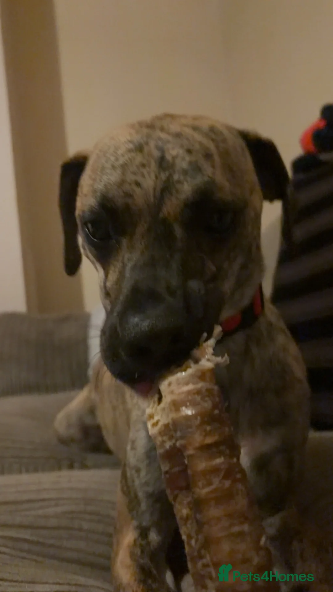 Mixed Breed dogs for sale: (Free)Bosco - Advert 1