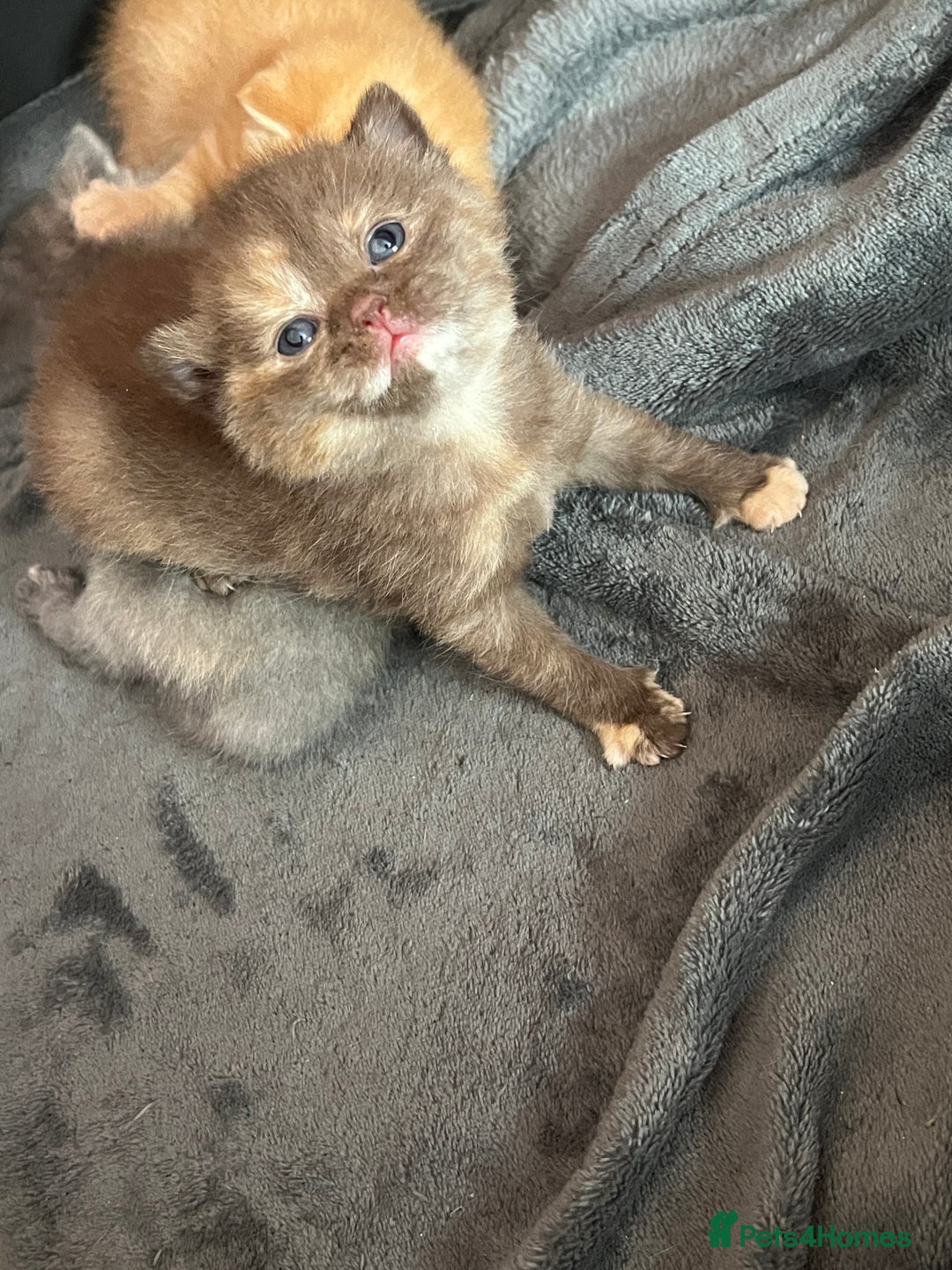British Shorthair cats for sale: Beautiful pedigree bsh kittens  - Image 11