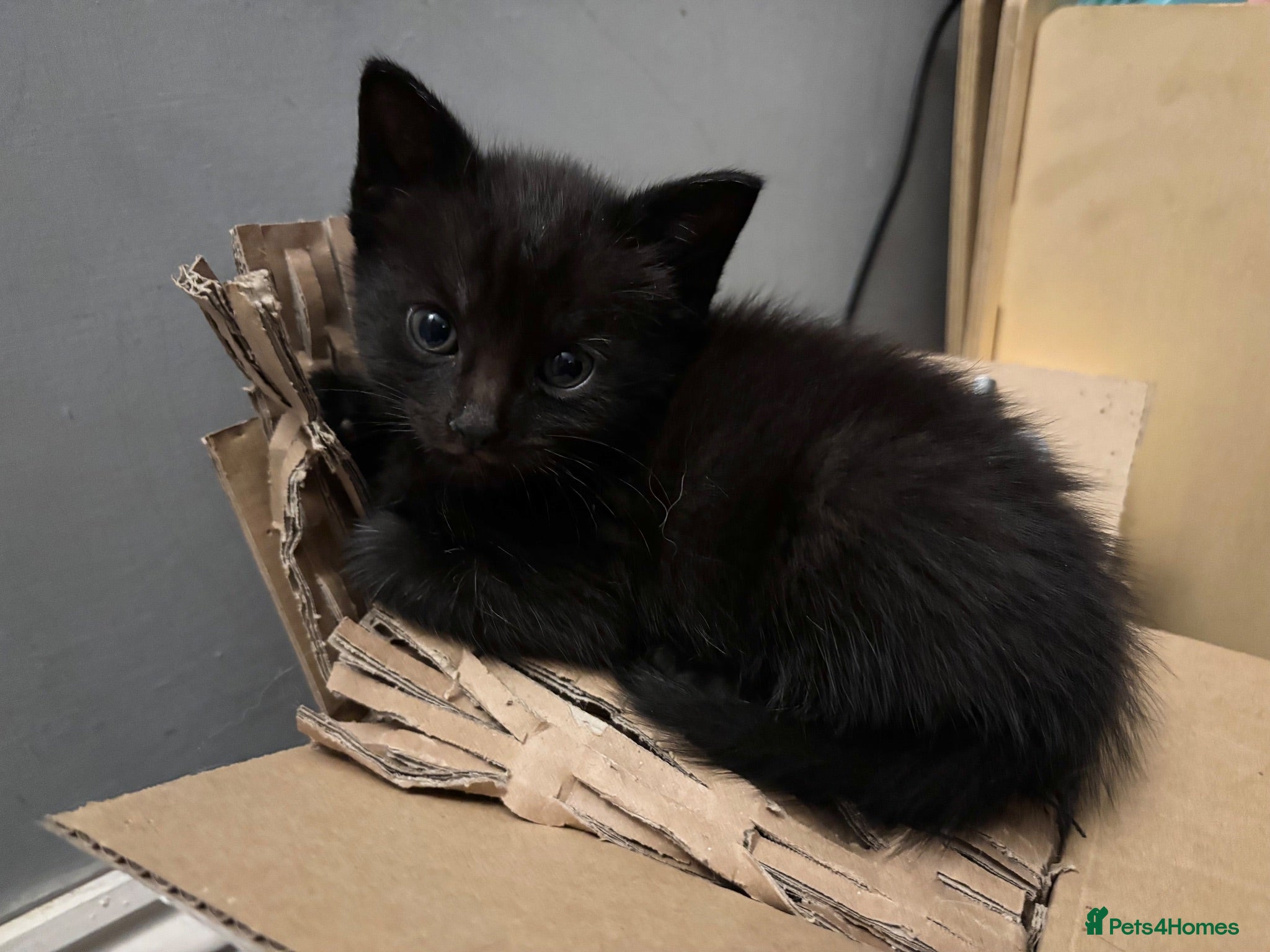 Mixed Breed cats 🖤💫beautiful black kittens for sale  - Advert 10