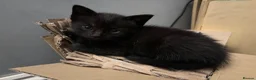 Mixed Breed cats for sale: 🖤💫beautiful black kittens for sale  - Advert 2