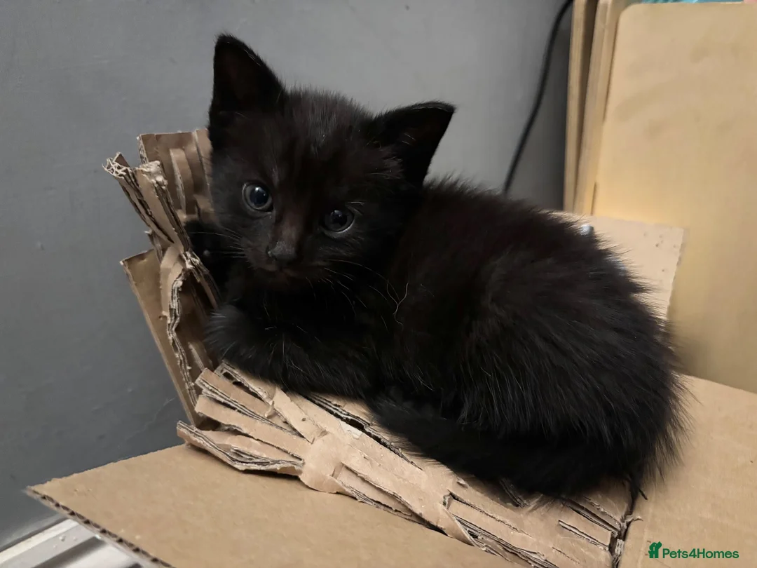 Mixed Breed cats for sale: 🖤💫beautiful black kittens for sale  - Advert 2