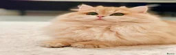 British Shorthair cats for sale: Champion Bloodline Blue Golden/Golden BSH/BLH - Advert 12