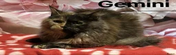 Maine Coon cats for sale: TICA Registered Maine Coon Kittens Polydactyl.  - Advert 11