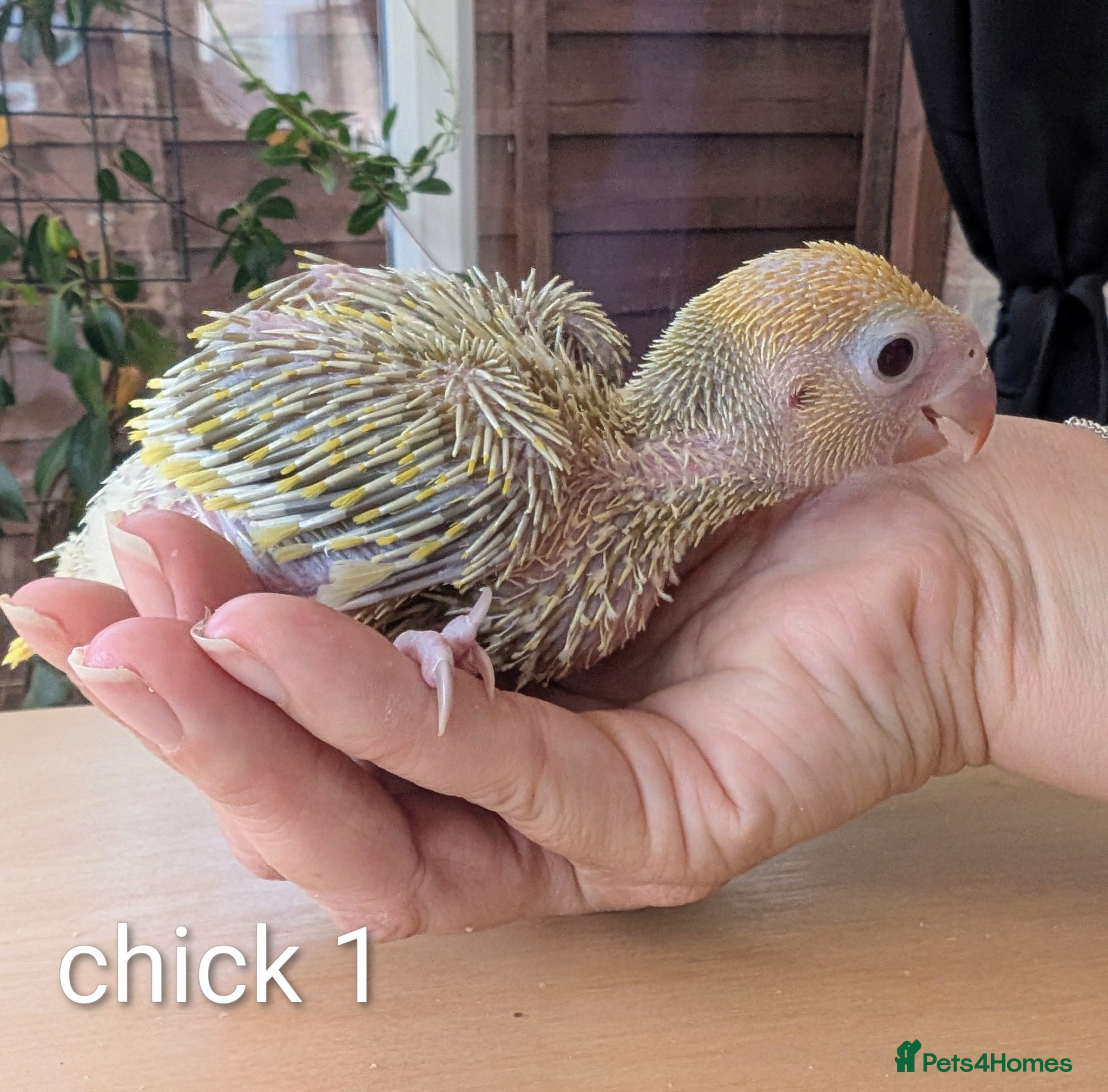 Ringnecks birds Handreared baby ringnecks  - Advert 10