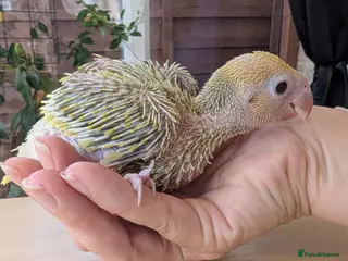 Ringnecks birds Handreared baby ringnecks - Advert 10