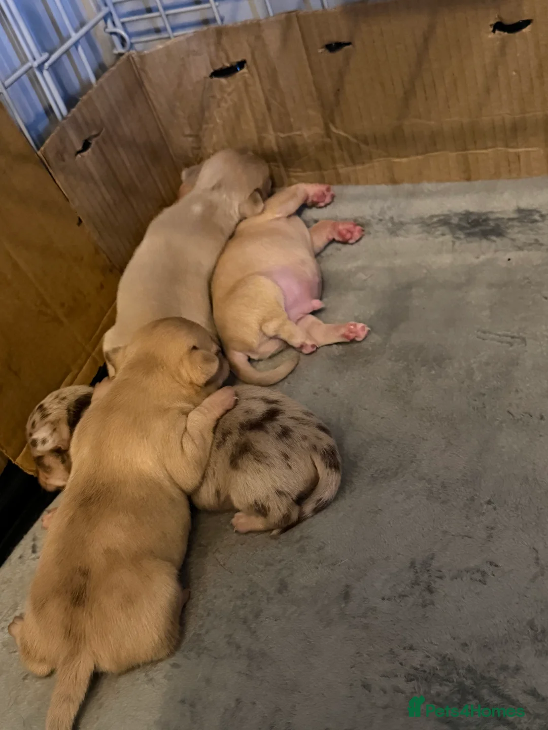 Chihuahua dogs for sale: STUNNING LILAC & TAN BOYS FOR SALE  in Burnham-on-Crouch - Advert 1