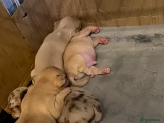 Chihuahua dogs STUNNING LILAC & TAN BOYS FOR SALE - Advert 4