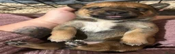 Mixed Breed dogs for sale: Gorgeous Blue & Brindle Mixed Breed Puppies 🫐💗 - Advert 22
