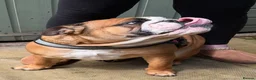 English Bulldog dogs for sale: Beautiful kc reg 13month old female  - Advert 3