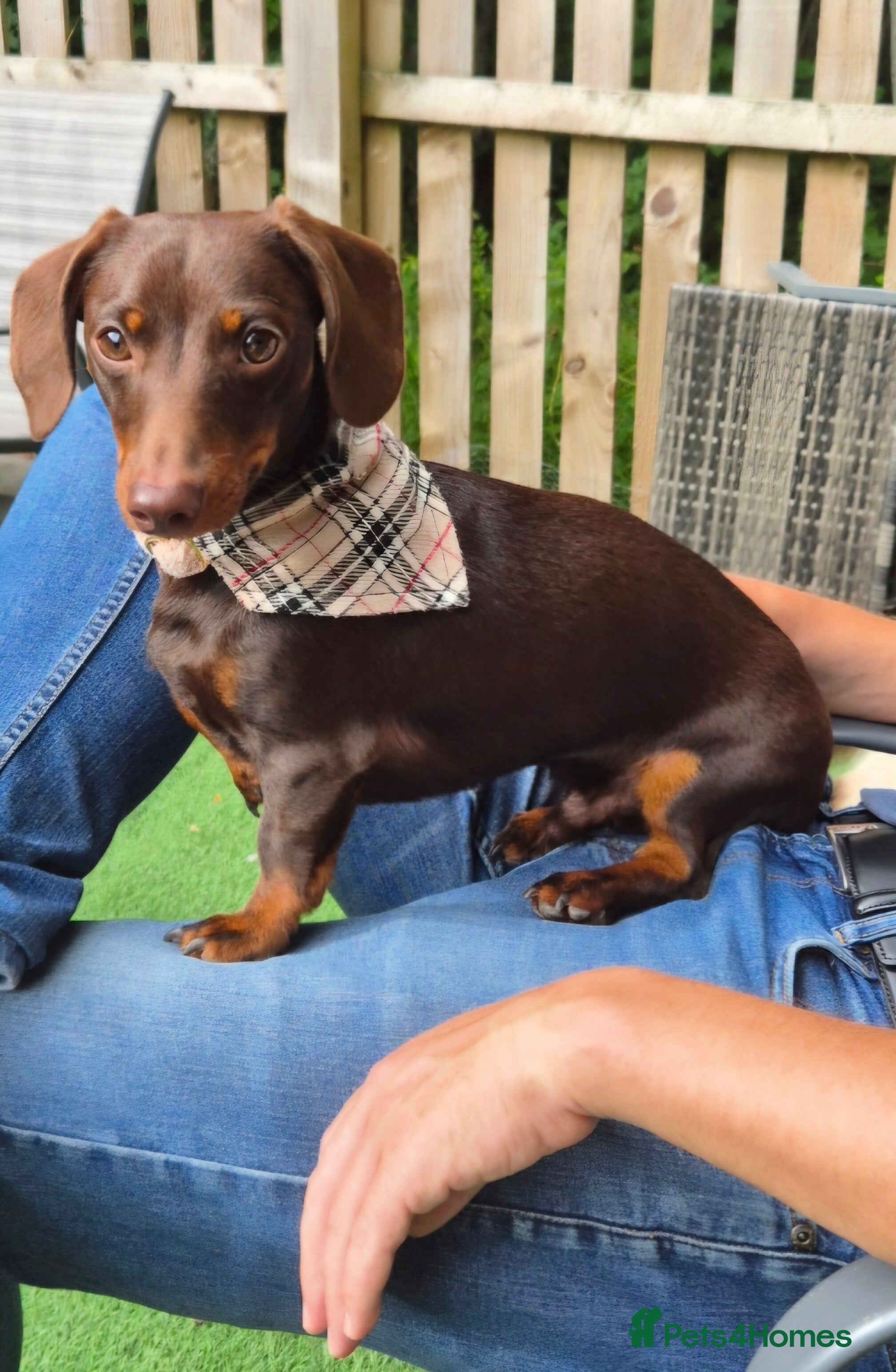 Miniature Dachshund dogs MINI DASCHUND FOR STUD - Advert 8