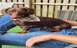 Miniature Dachshund dogs for stud: MINI DASCHUND FOR STUD - Advert 13