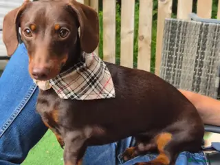 Miniature Dachshund dogs MINI DASCHUND FOR STUD - Advert 1