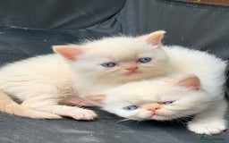 Persian cats for sale: Exotic persians  - Image 1