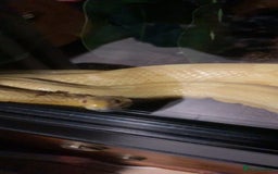 Corn Snake reptiles for sale: Corn snakes for sale - Image 16