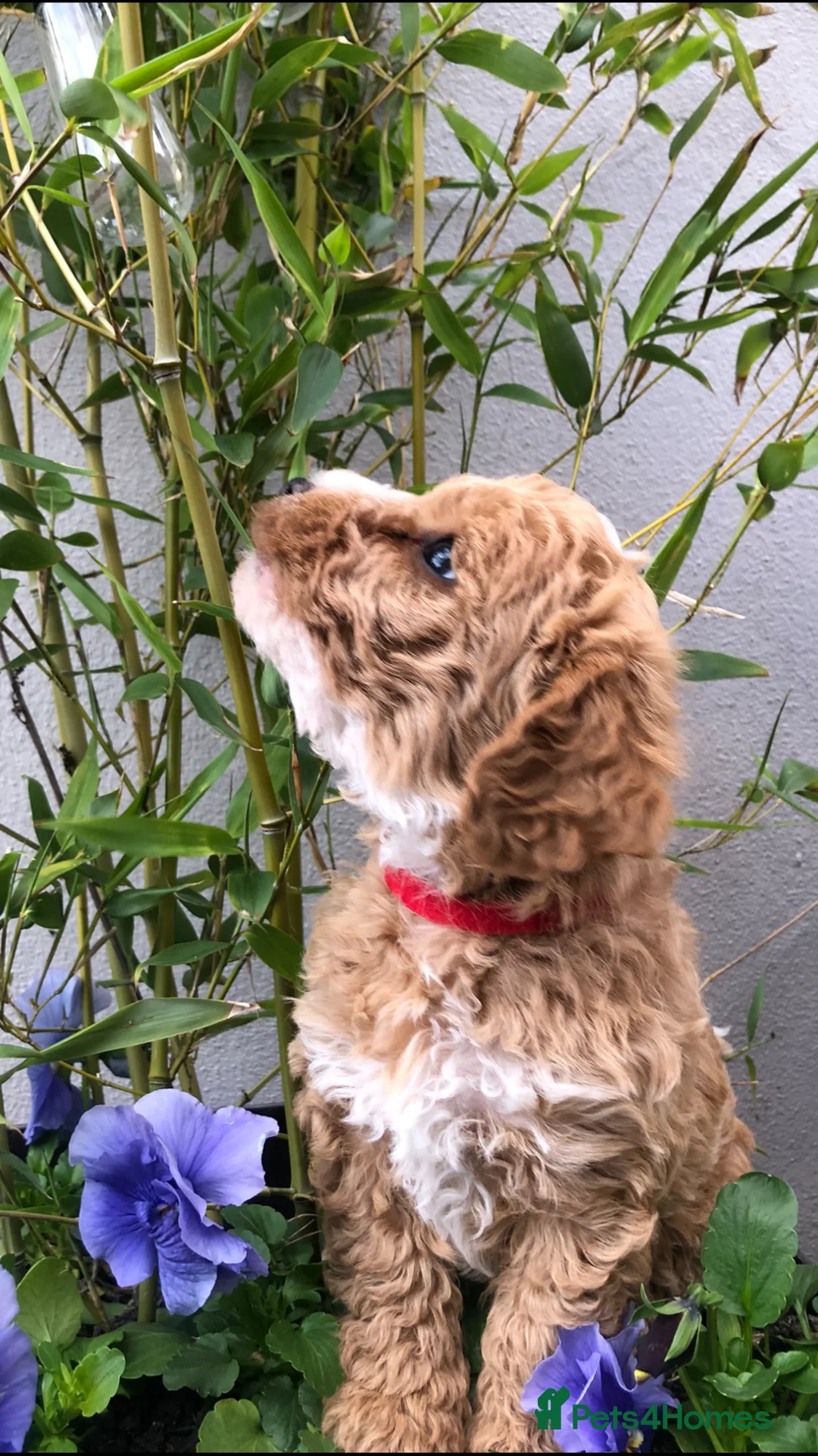 Maltipoo dogs for sale: MaltiPoo - Advert 2