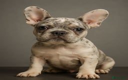 French Bulldog dogs for sale: Fluffy carrier French bulldogs - Image 1