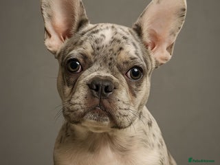 French Bulldog dogs - Advert 12