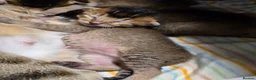Mixed Breed cats for sale: Unique Abyssinian*Savannah Mix- Not to Miss - Advert 18