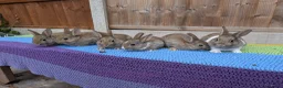 Mixed Breed rabbits for sale: Netherland Dwarf x Mini Rex Babies - Advert 12