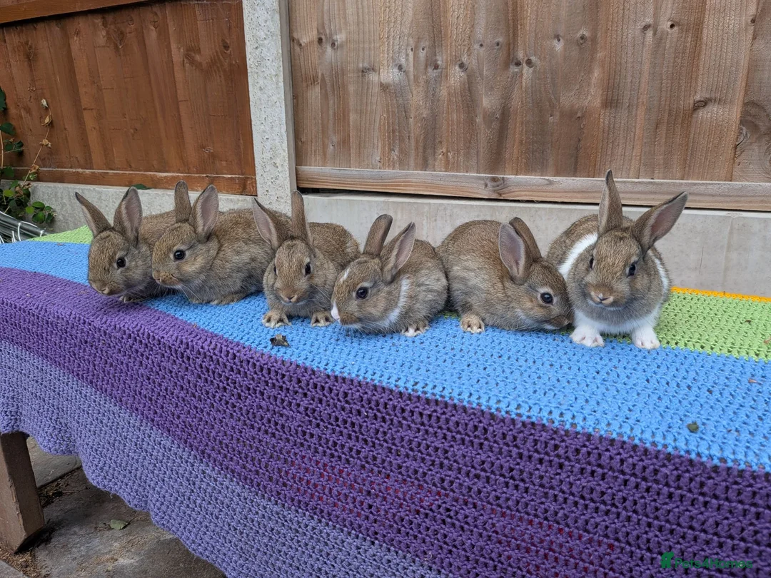 Mixed Breed rabbits for sale: Netherland Dwarf x Mini Rex Babies - Advert 12