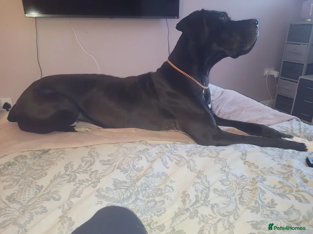 Great Dane dogs for sale: Dolcy - Advert 11