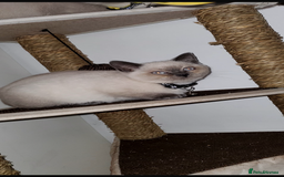 British Shorthair cats for sale: British shorthairs for sale - Advert 2