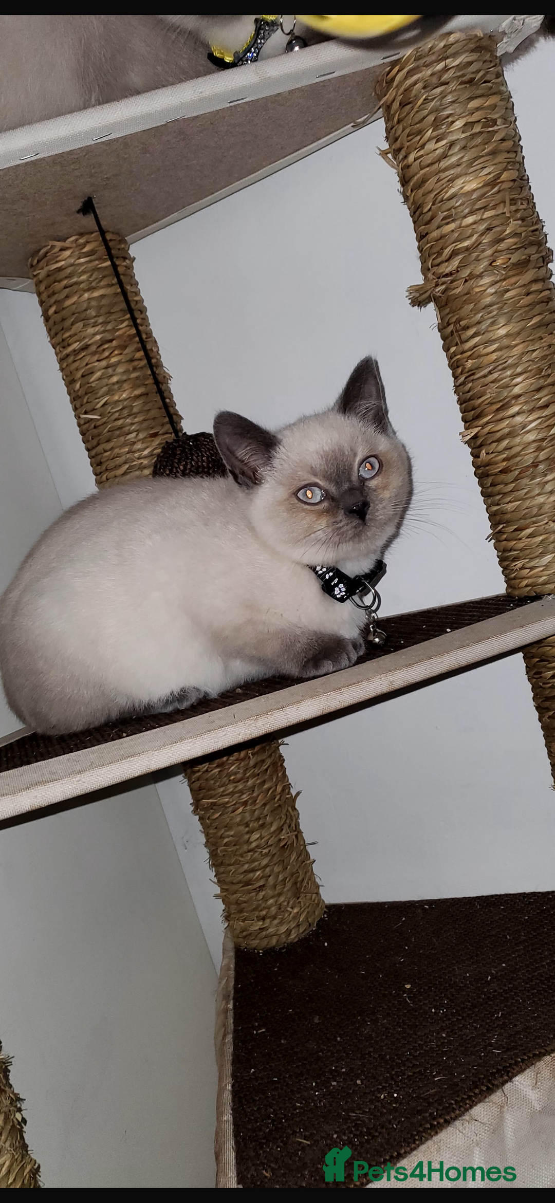 British Shorthair cats for sale: British shorthairs for sale - Advert 2