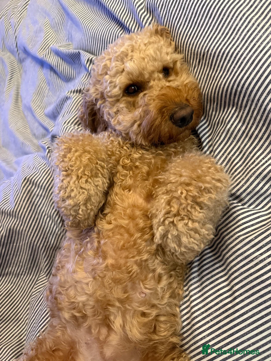 Cockapoo dogs for sale: 🐾 3 Gorgeous Male F1B Apricot Cockapoo Puppies 🐾 in Bournemouth - Advert 1