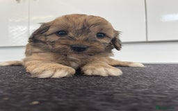 Cavapoochon dogs for sale: Beautiful Cavapoochon puppies for sale  - Image 13