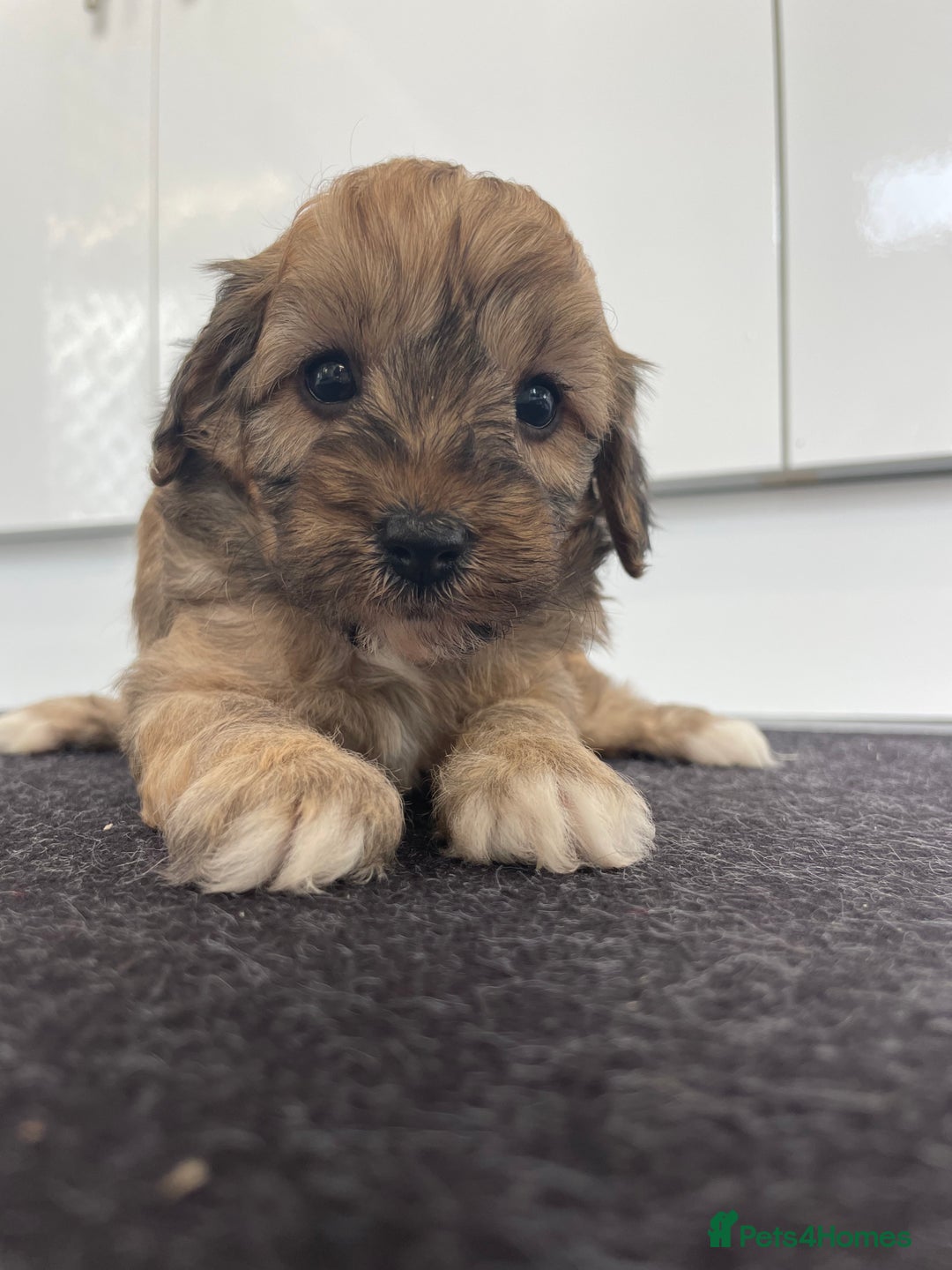 Cavapoochon dogs for sale: Beautiful Cavapoochon puppies for sale  - Image 13