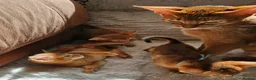 Abyssinian cats for sale: Abyssinian kittens for sale - Advert 26