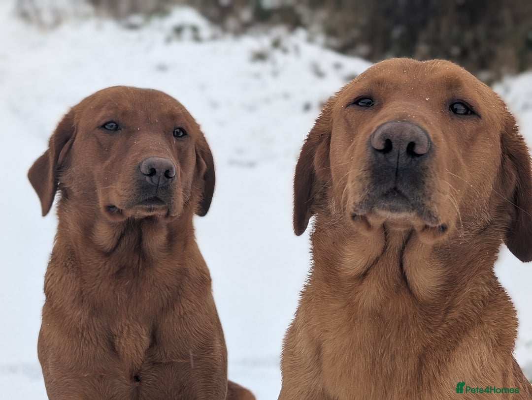 Labrador Retriever dogs for sale: Fab KC Fox Red Pups - 4* Higher Standard Breeder - Advert 7