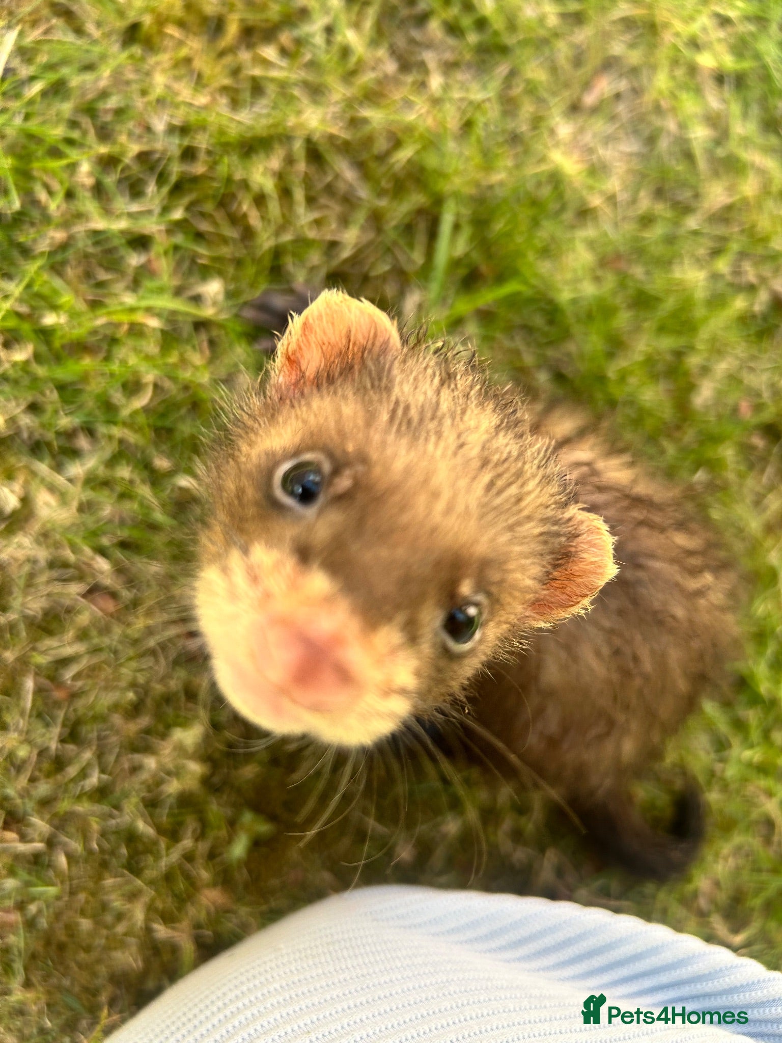 Ferret rodents baby boy Ferrets - Advert 1