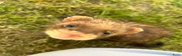 Ferret rodents for sale: baby boy Ferrets - Advert 1