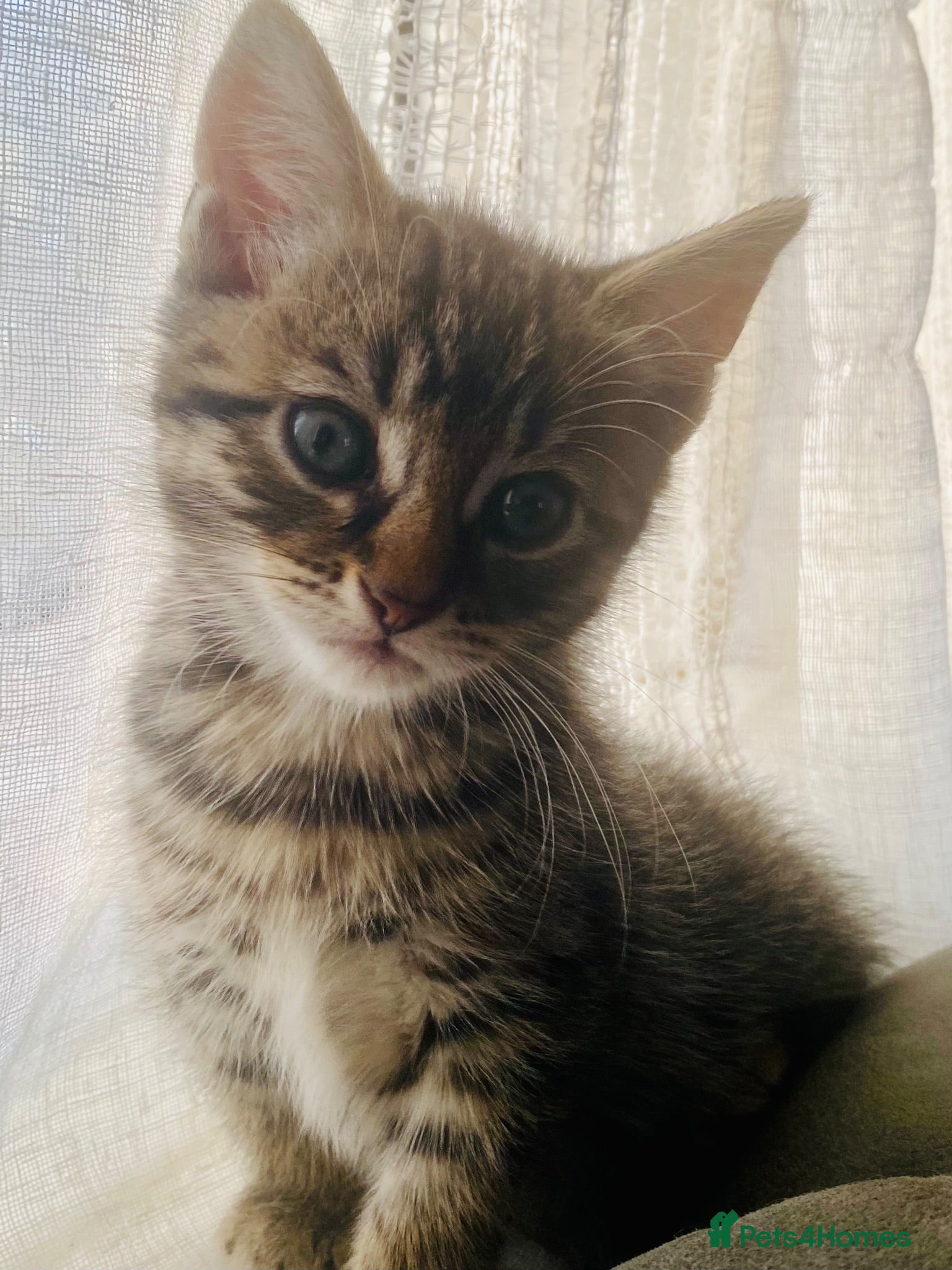 Maine Coon cats for sale: 4 stunning kittens  - Advert 4