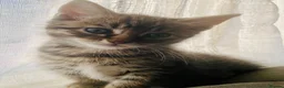 Maine Coon cats for sale: 4 stunning kittens  - Advert 1